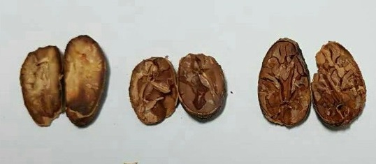 White Cacao Bean.jpg